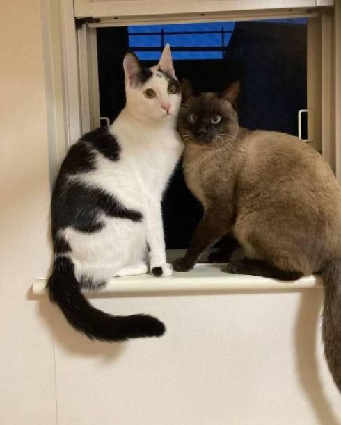 フード袋の猫と戦う猫