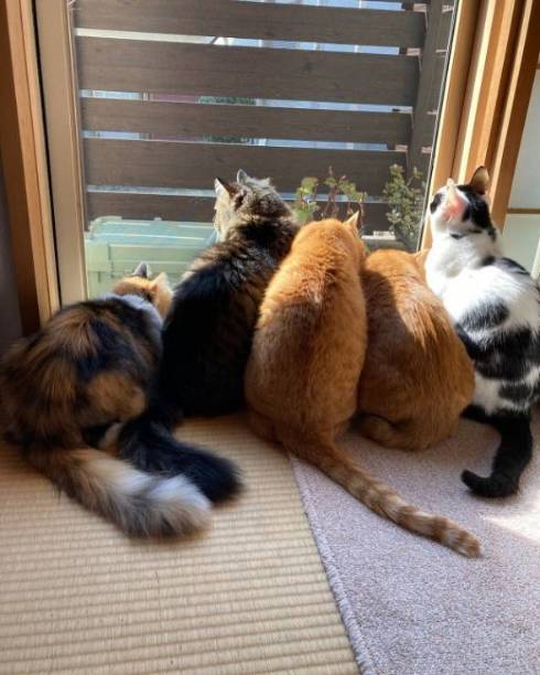 フード袋の猫と戦う猫