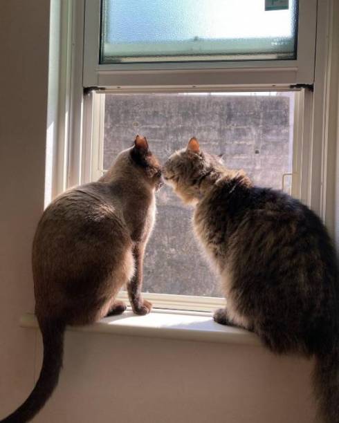 フード袋の猫と戦う猫