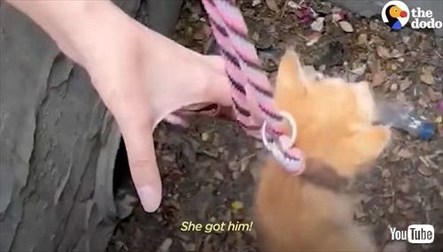 下水道にいた子猫を保護