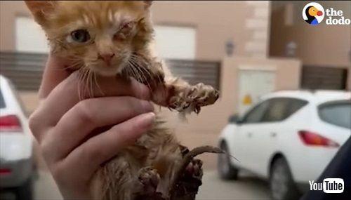 下水道にいた子猫を保護