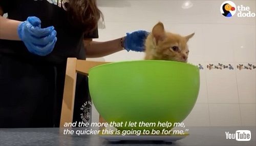 下水道にいた子猫を保護