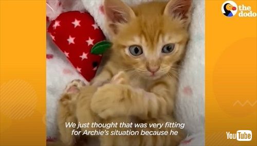 下水道にいた子猫を保護