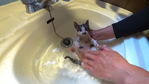 お腹を見せた状態の子猫