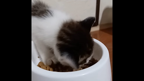 カリカリを食べる子猫