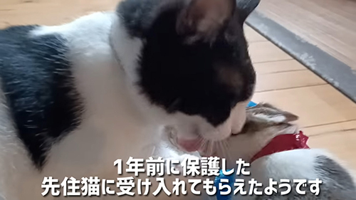 先住猫に受け入れて