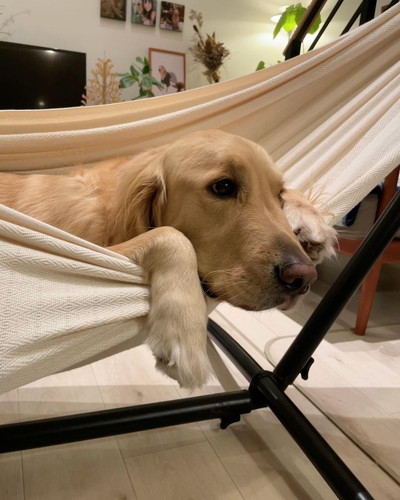 ジャーマンくん