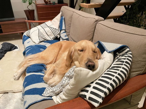 ジャーマンくん