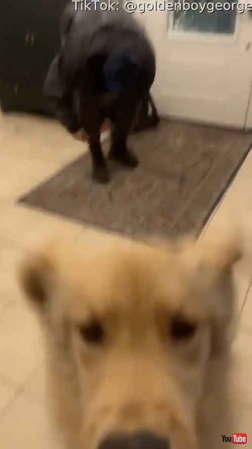 ブーツを脱ぐ隙を与えないワンコ