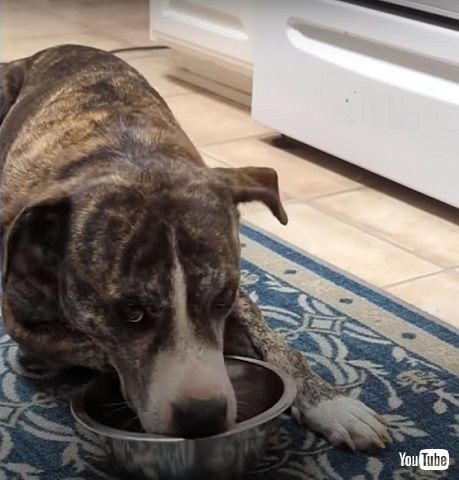 食べるジャグヘッド