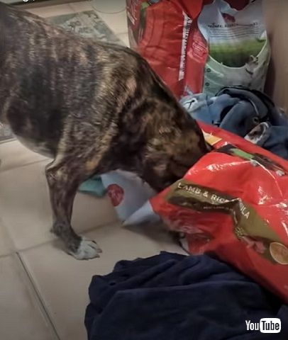 頭をつっこむジャグヘッド