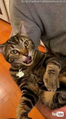 ポカンとする猫