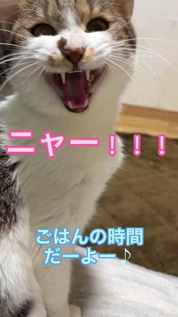 ニャー！！