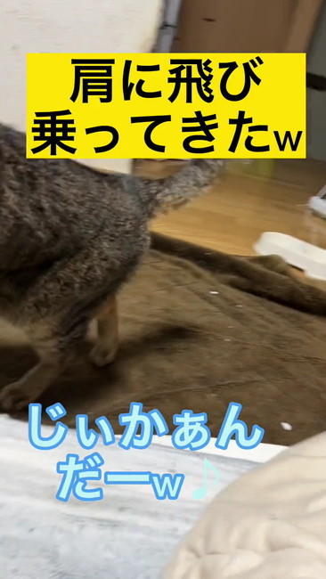 飛び乗って来た