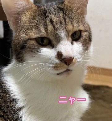 ニャー