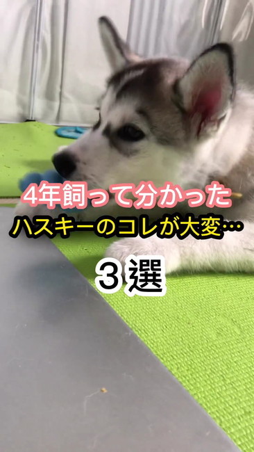 ハスキー4年