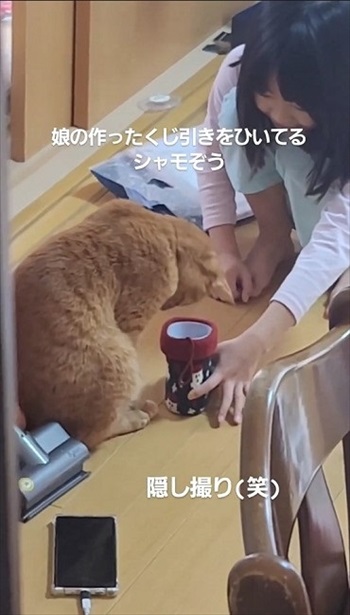 猫ちゃんの福引が楽しそう