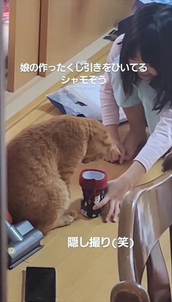 猫ちゃんの福引が楽しそう