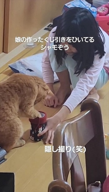 猫ちゃんの福引が楽しそう