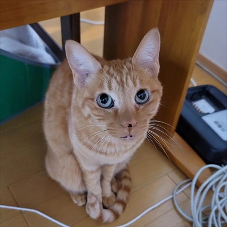 猫ちゃんの福引が楽しそう