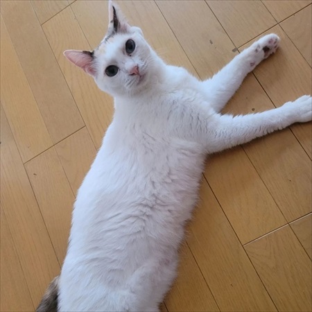 猫ちゃんの福引が楽しそう