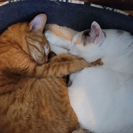 猫ちゃんの福引が楽しそう