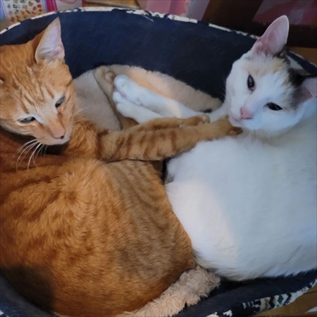 猫ちゃんの福引が楽しそう