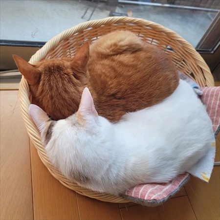 猫ちゃんの福引が楽しそう