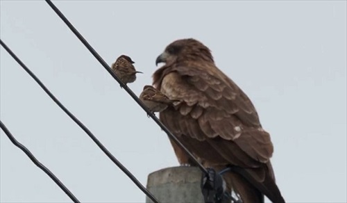 鳶と雀
