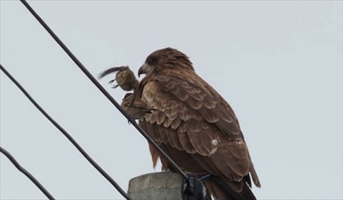 トビ立つスズメ