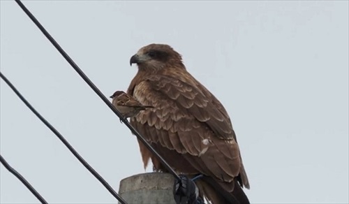 そちらを見るトンビとスズメ