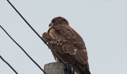 前を向くトンビとスズメ