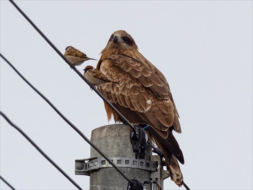 スズメ見つめるトンビ