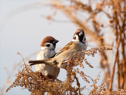 2羽のスズメ