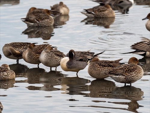 きれいに整列するトビとスズメ