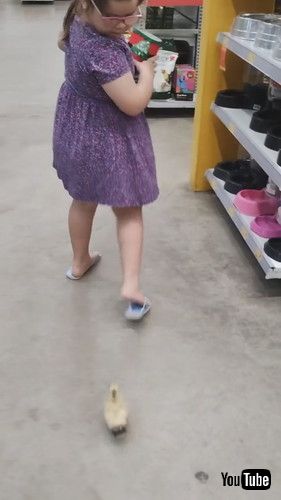 「Little Girl Followed Through Store by Duckling || ViralHog」