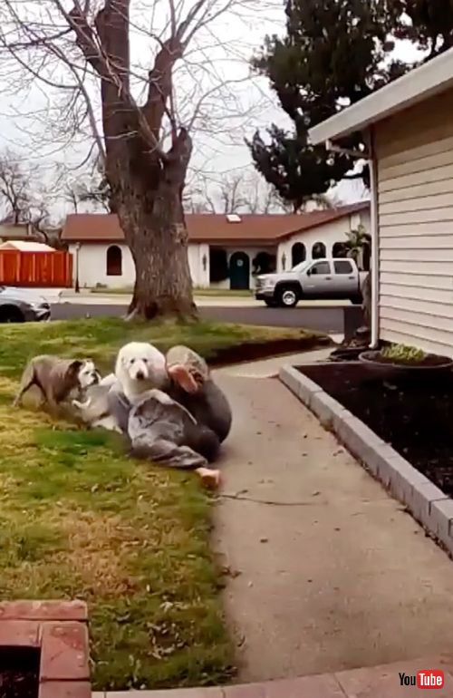 ワンコの脱走を阻止する飼い主