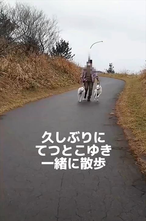 北海道犬
