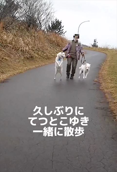 二足立ちして隣のワンコ見るワンコ遠くから