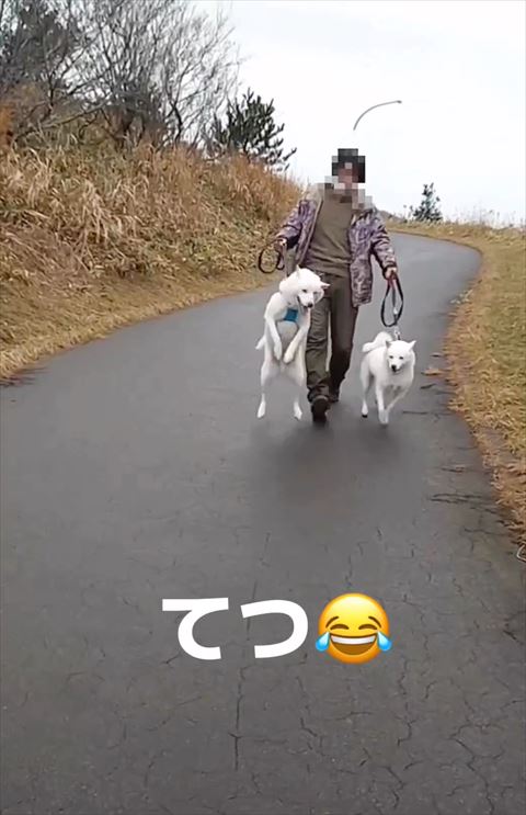 2足でジャンプするワンコ遠くから