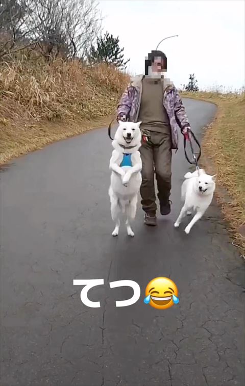 おなかの前で前足そろえて二足立ちワンコ