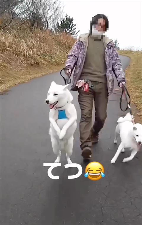 2足立ちで画面左見るワンコ近い