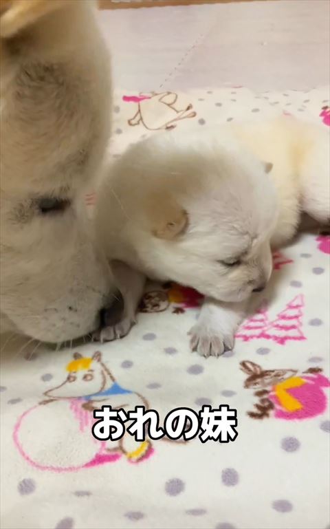 おれの妹テロップ