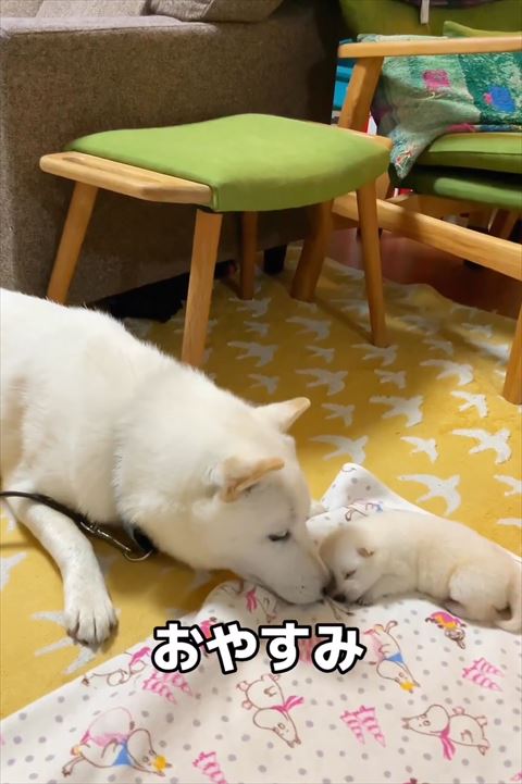 おやすみテロップ