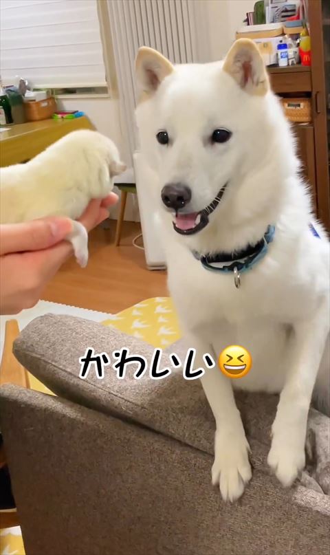 子犬をうれしそうに見るワンコ