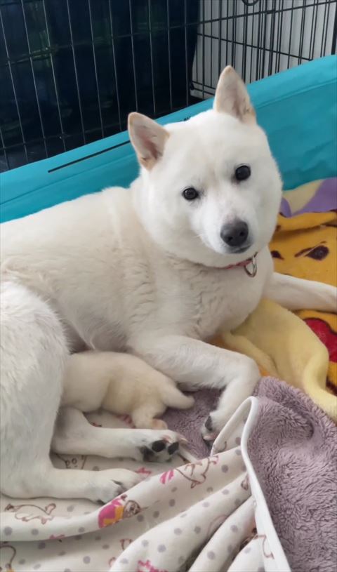 子犬に母乳あげるワンコ