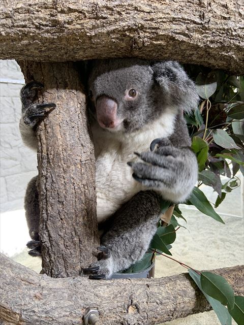木下から顔出すコアラ