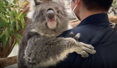抱っこされて正面上見るコアラ