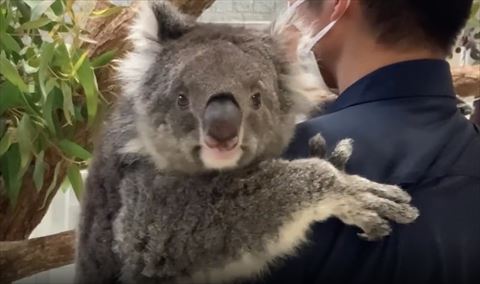 抱っこされて正面見てるコアラ