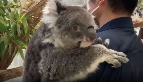 抱っこされてるコアラ斜め横から